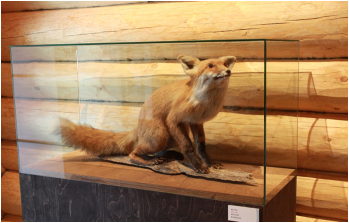 Kettu vitriinissä Muurinen