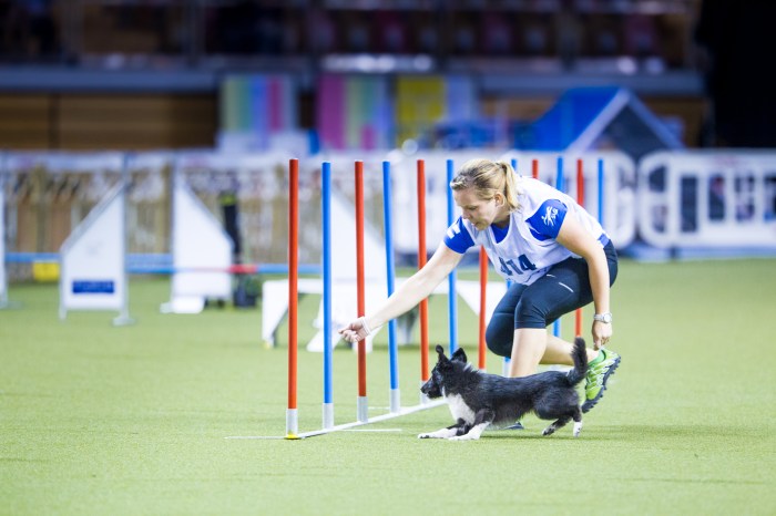 AgilityMM2014_JukkaPa¦êtynen__20140913_4MG_3300